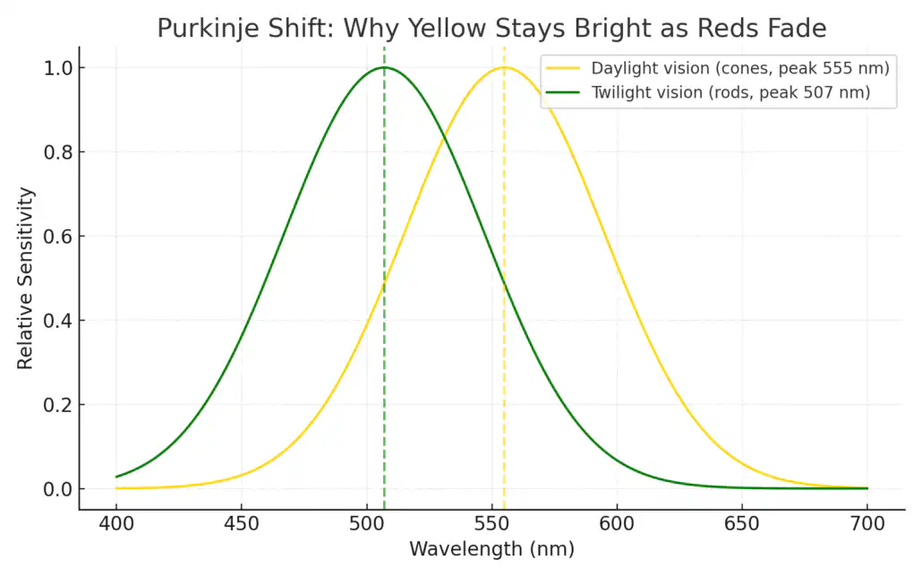 Line graph of human eye sensitivity across visible wavelengths showing daylight vision peaking at yellow-green 555 nm, twilight vision shifting toward blue-green 507 nm, and a red reference at 625 nm that drops in low light. Illustrates why yellow-green stays bright as reds fade.