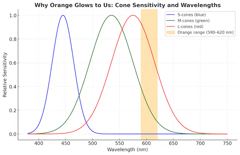 why orange glows to us_800x500 Graph showing the three cone sensitivity curves of human vision — blue (S-cones), green (M-cones), and red (L-cones) — across visible wavelengths. The highlighted orange band (590–620 nm) overlaps both red and green curves, illustrating why orange light activates two color channels at once, making it appear extra vivid and glowing.